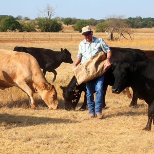 Man Feeding Cattle during Drought