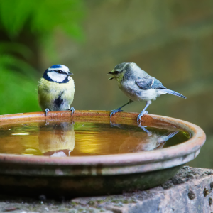 Attracting Birds, Birds in Bird Bath