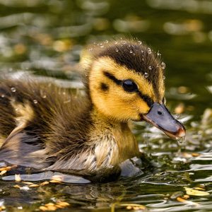 Duckling swimming